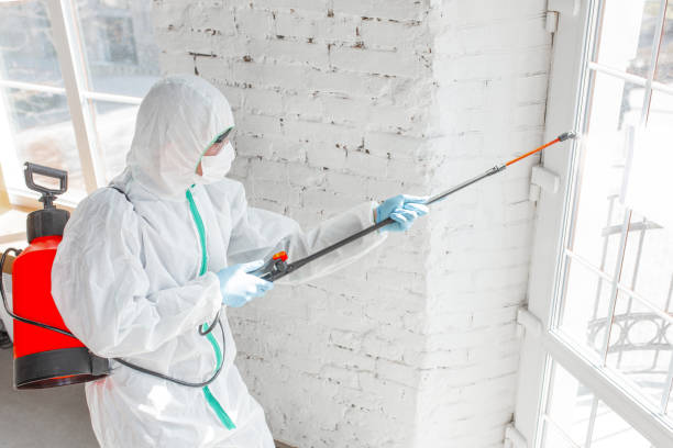 Best Basement Mold Removal  in Mcconnellsburg, PA