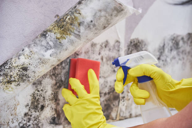 Best Mold Remediation for Healthcare Facilities  in Mcconnellsburg, PA