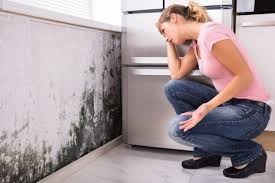 Best Environmental Consulting for Mold Prevention  in Mcconnellsburg, PA